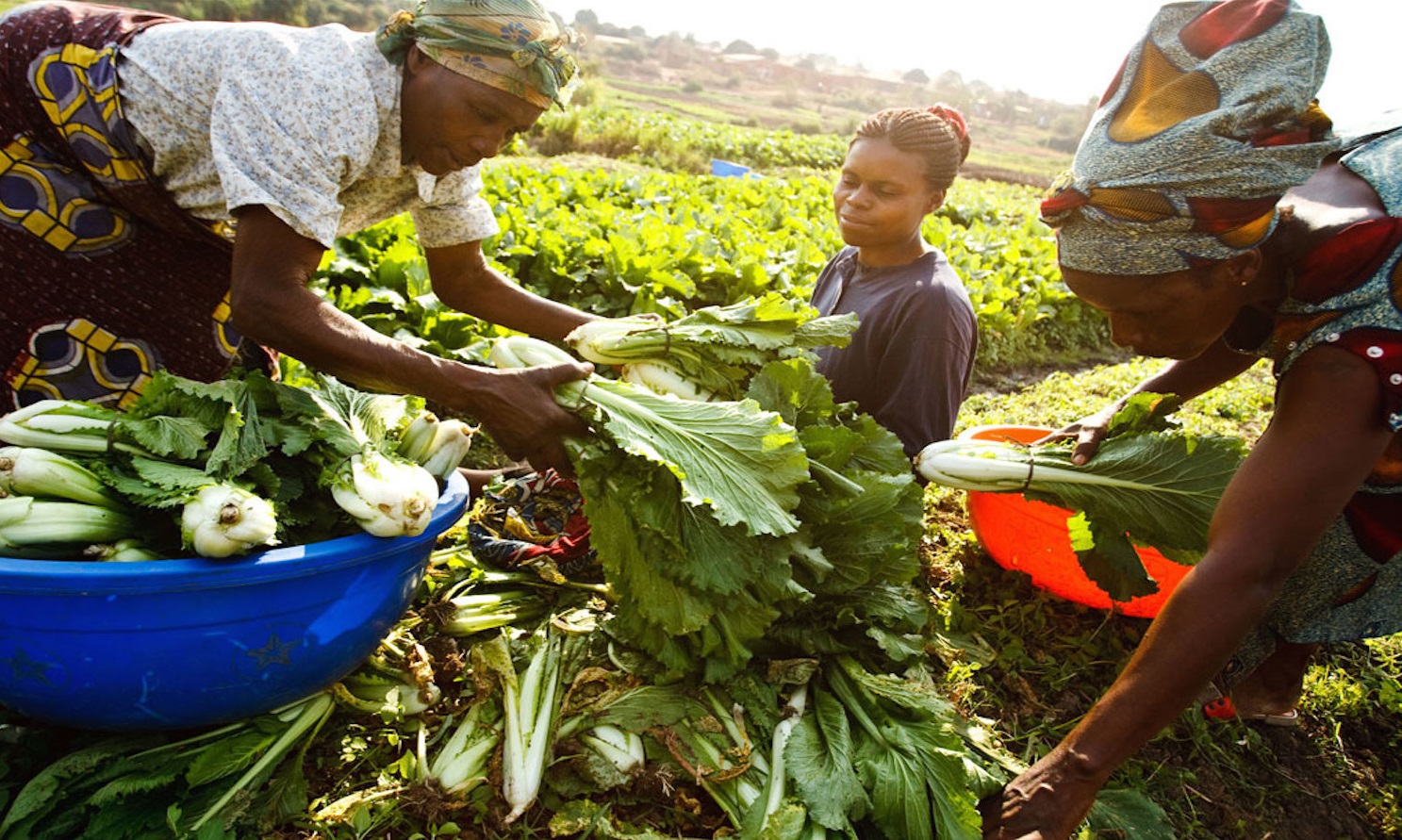 cina-fao-africa