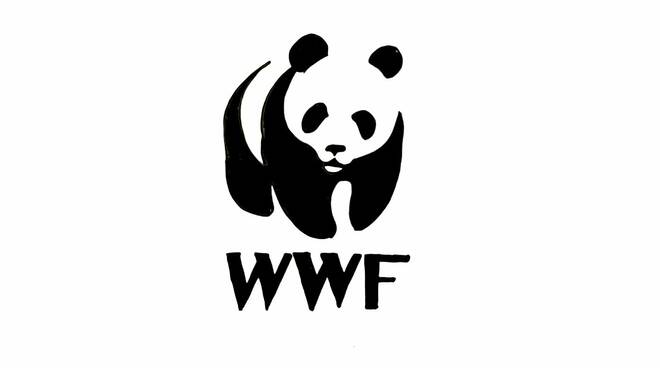 wwf-366752.660x368