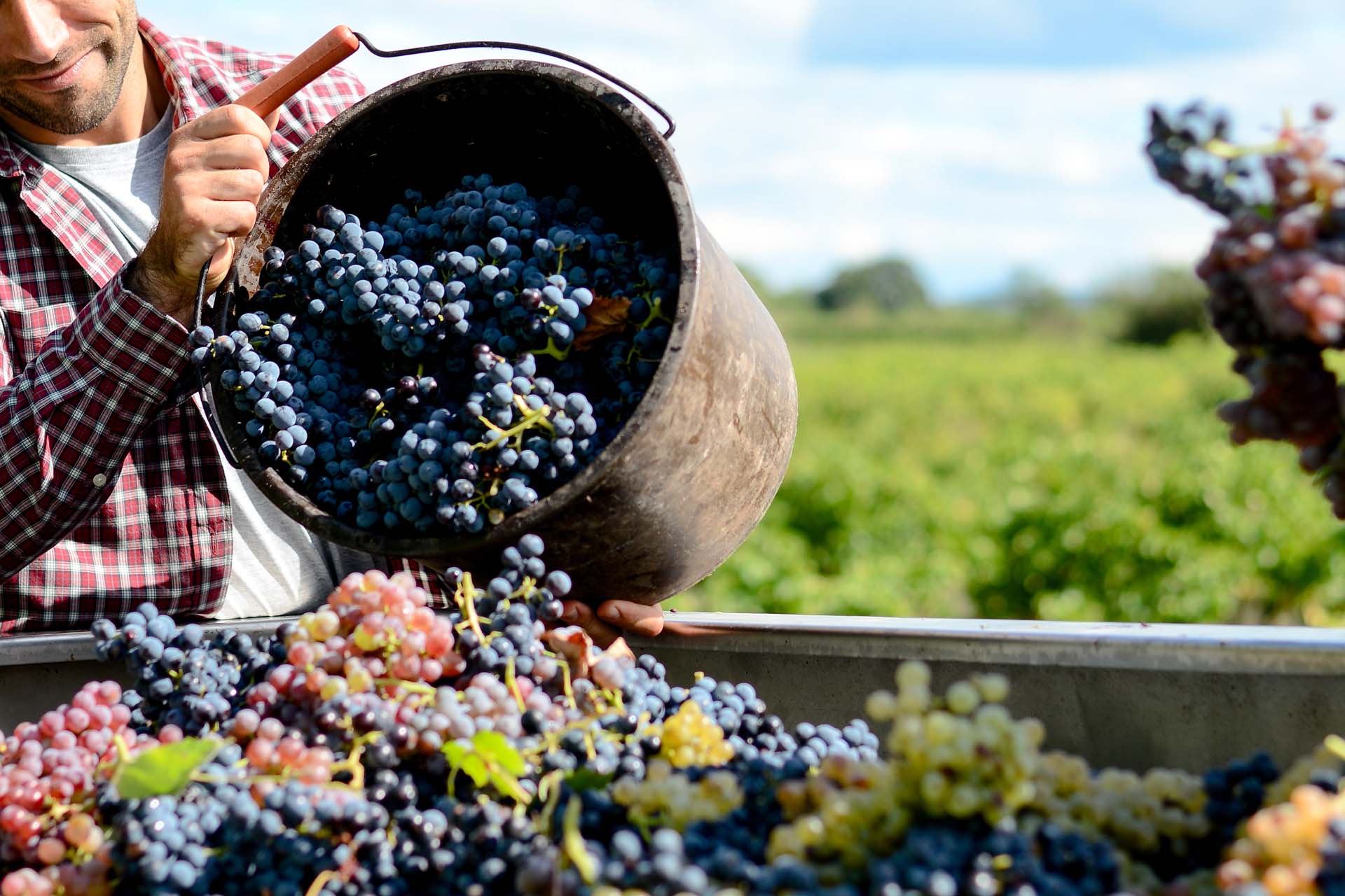 Vino, vendemmia 2025 promette un’ottima annata: le stime dei produttori Vino, vendemmia 2025 promette un’ottima annata: le stime dei produttori
