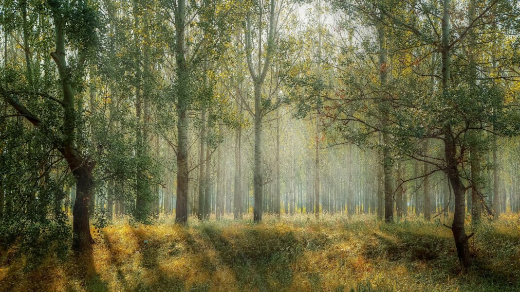 forest-g4e6a201b2_1920