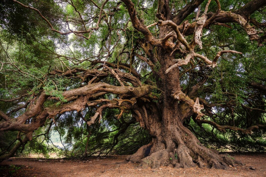 olive-tree-g52d5b41e5_1920