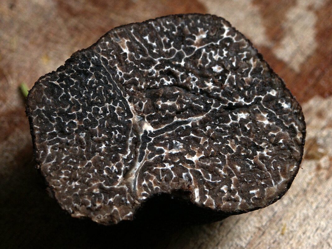 winter-truffle-gccf3aa99e_1280