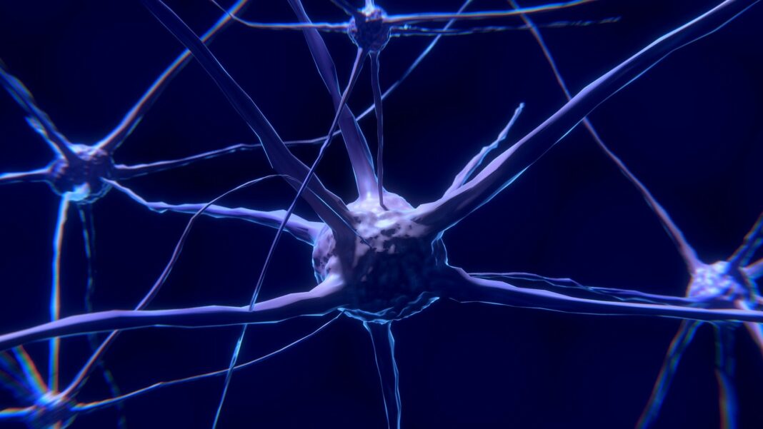 neuroni neuroni, cervello