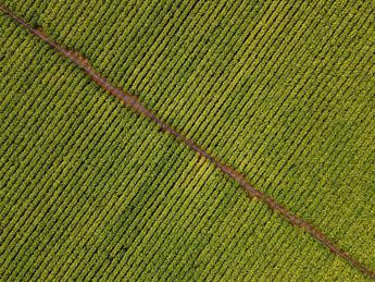 Agricoltura, La Pietra: “Accordo filiera Coldiretti- Philip Morris è esempio virtuoso da esportare”