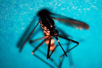 Dengue Italia 2023, 81 i casi a oggi