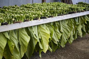 Tabacco, De Meo (Ppe): “Accordo di filiera è modello su cui insistere per creare innovazione”