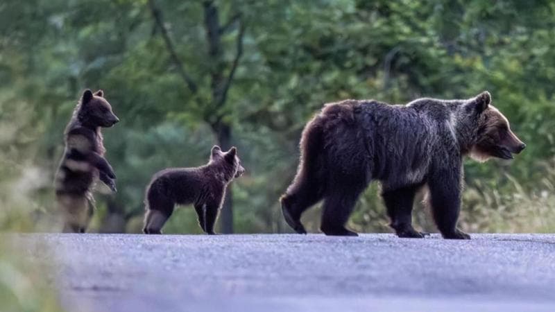 Bestiario. Orsa Amarena, segno o simbolo?