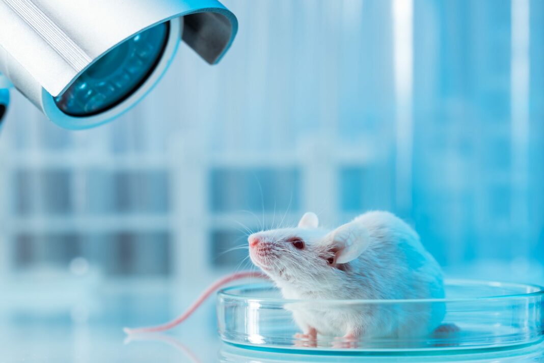 sperimentazione animali
