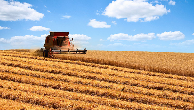 Grano duro a picco in Puglia, “Granaio Italia” annaspa Grano duro a picco in Puglia, “Granaio Italia” annaspa