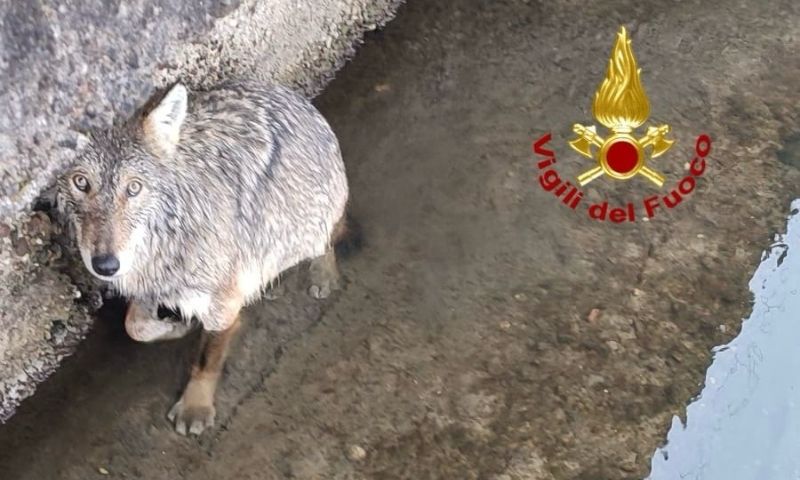 a milano recuperato un lupo selvatico in una roggia del naviglio da Lidentita.it a milano recuperato un lupo selvatico in una roggia del naviglio