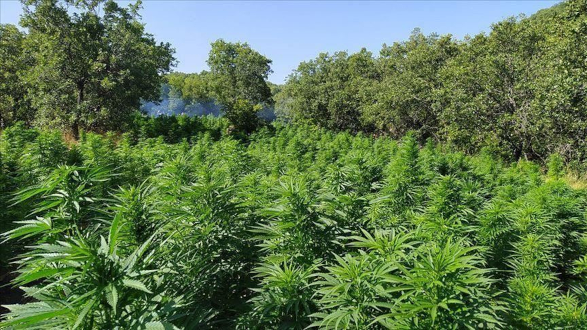 Turchia: bruciano 20 tonnellate di marijuana all’aria aperta, migliaia di intossicati a Lice. Monta la protesta Turchia: bruciano 20 tonnellate di marijuana all’aria aperta, migliaia di intossicati a Lice. Monta la protesta