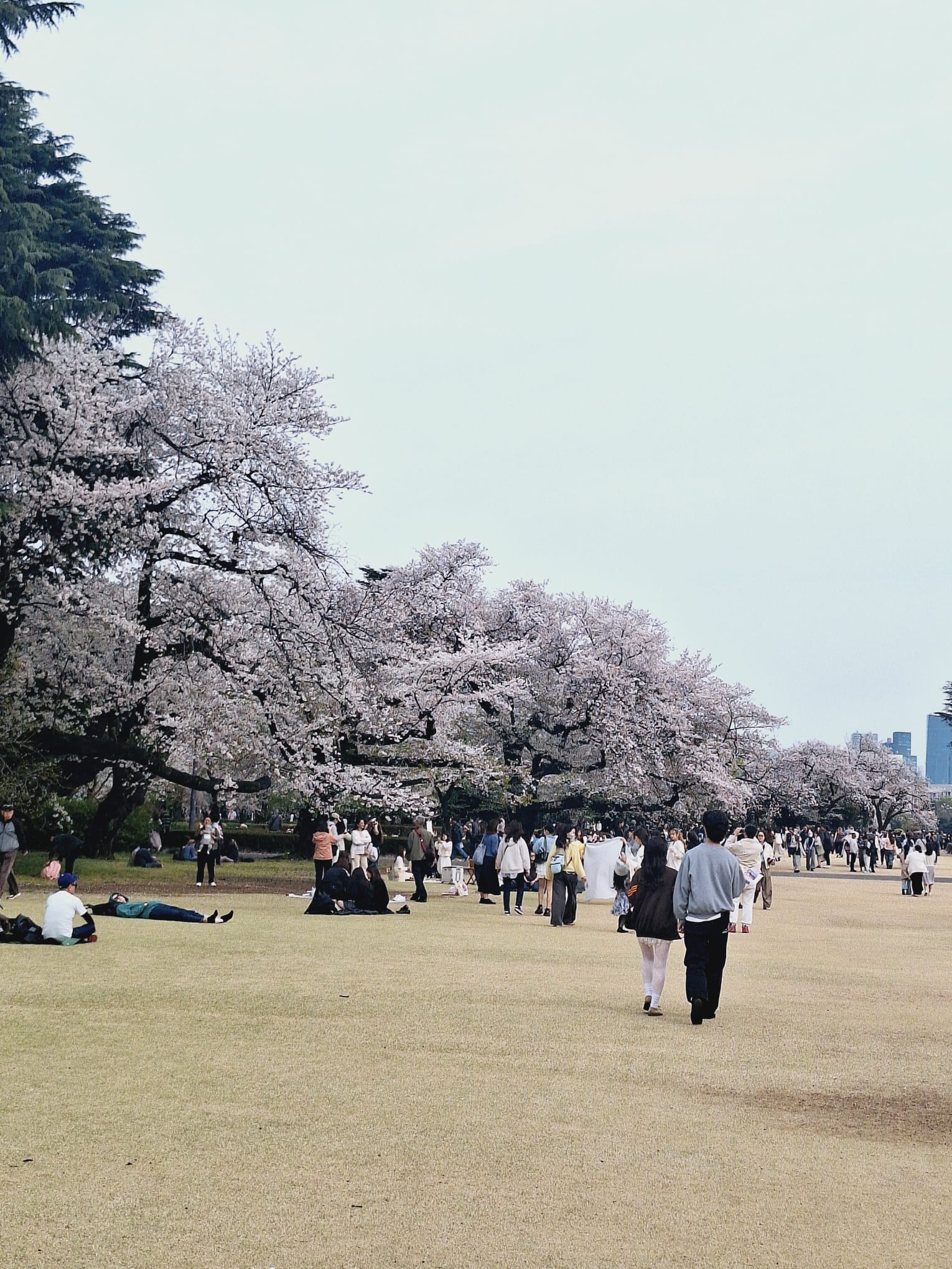Tokyo e la fioritura dei ciliegi: quando la natura diventa arte Tokyo e la fioritura dei ciliegi: quando la natura diventa arte