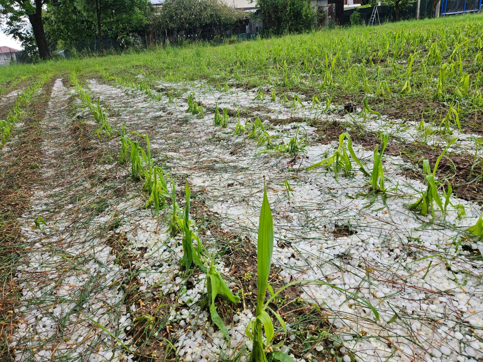 danni all agricoltura nel canavese e pinerolese per le forti grandinate