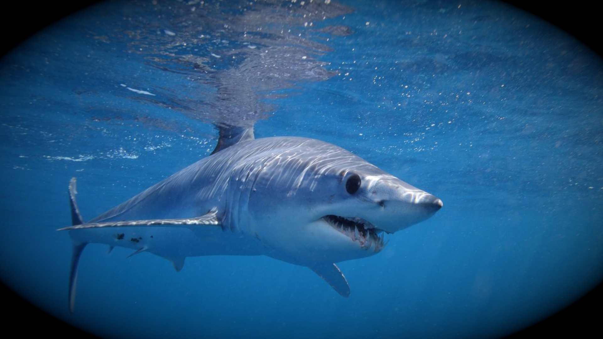 Verdesca mako da Lidentita.it verdesca mako e non solo gli squali che nuotano davanti alle nostre spiagge
