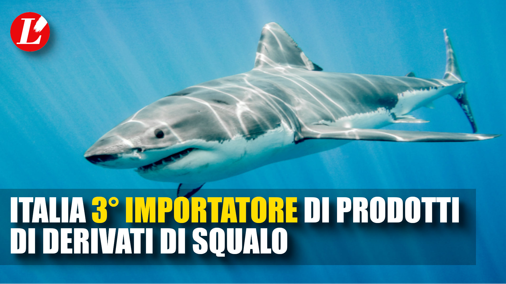 l8217italia 232 il terzo importatore mondiale di prodotti derivati da squalo