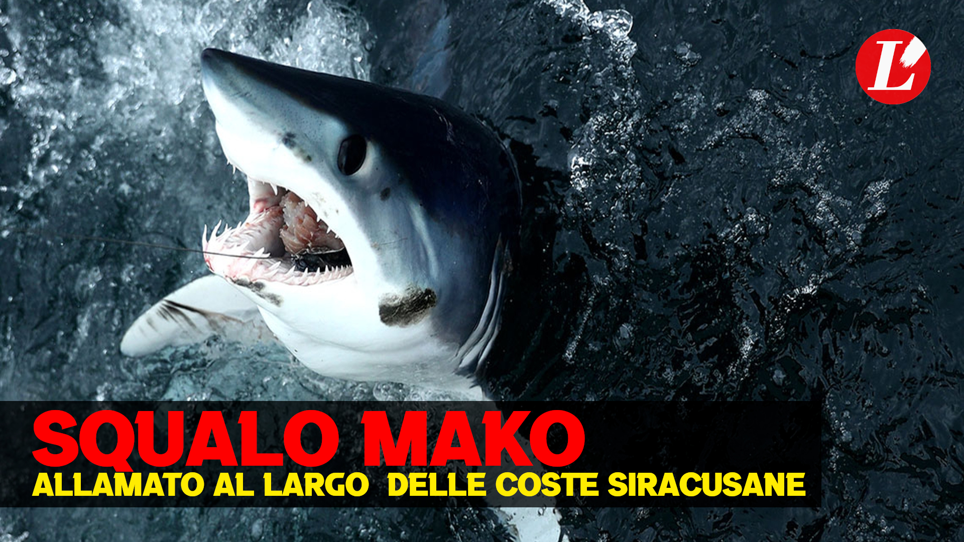 Vanno a pesca di tonni ma catturano uno squalo Mako di 4 metri Vanno a pesca di tonni ma catturano uno squalo Mako di 4 metri