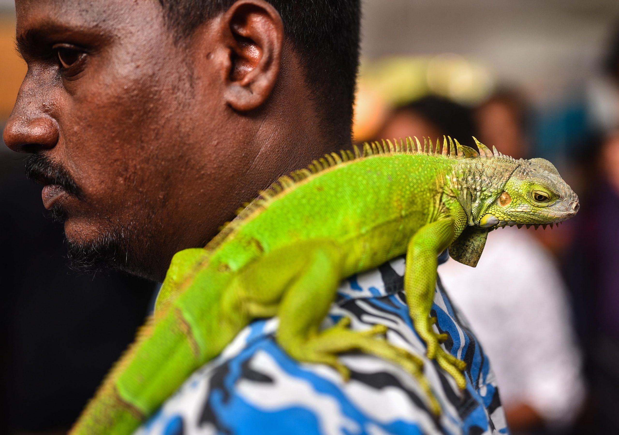 l8217iguana in salotto gli costa 40mila euro