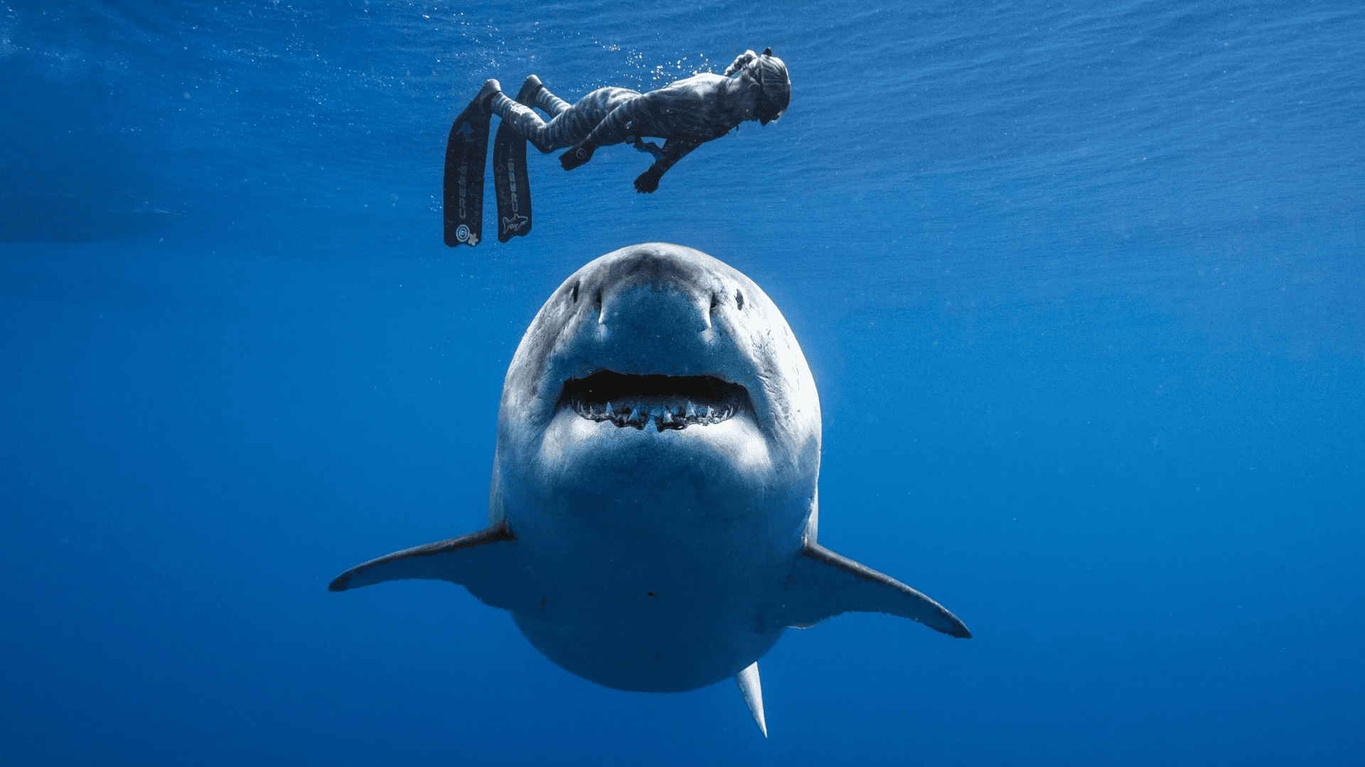 ocean ramsey la donna che sussurra agli squali