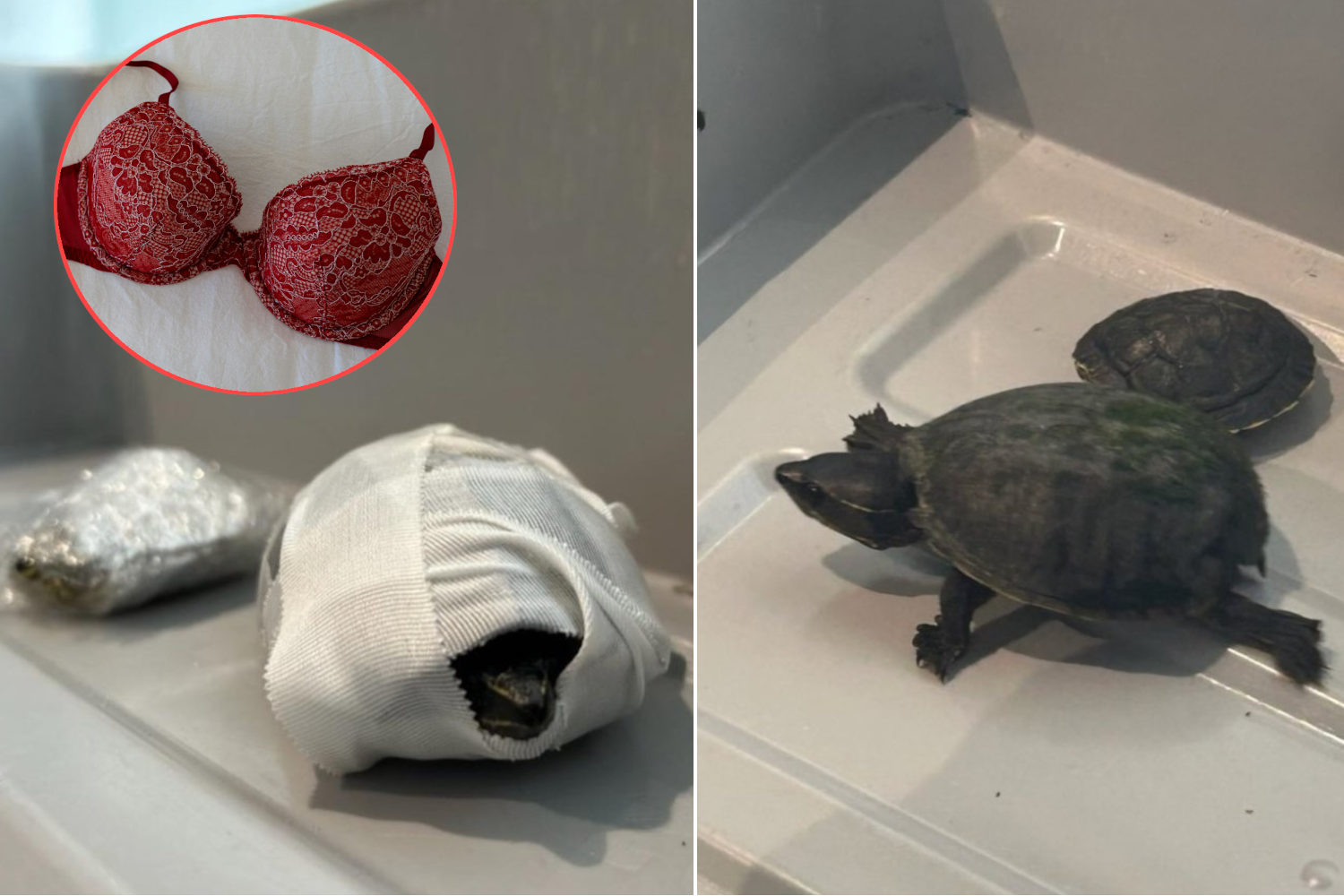 tartarughe nel reggiseno allo scalo aereo