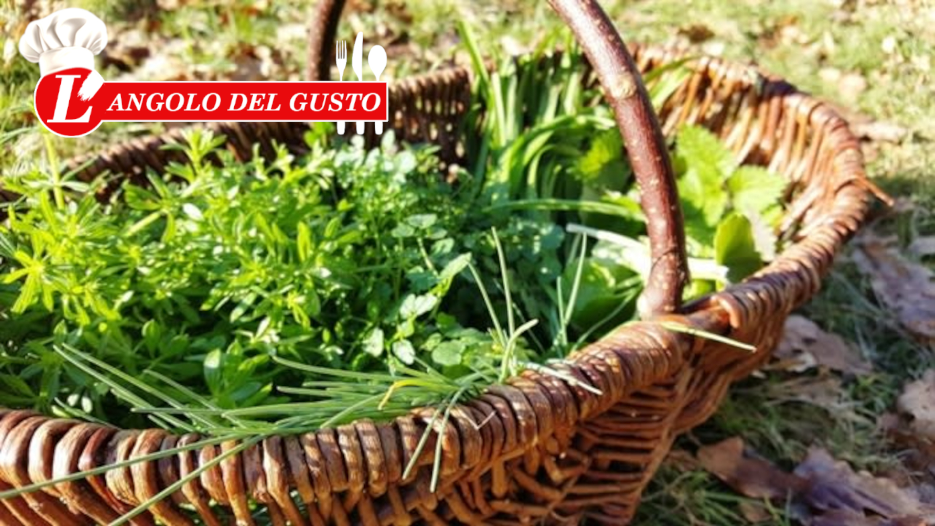 Erbe spontanee d’estate: natura da raccogliere, sapori da riscoprire
