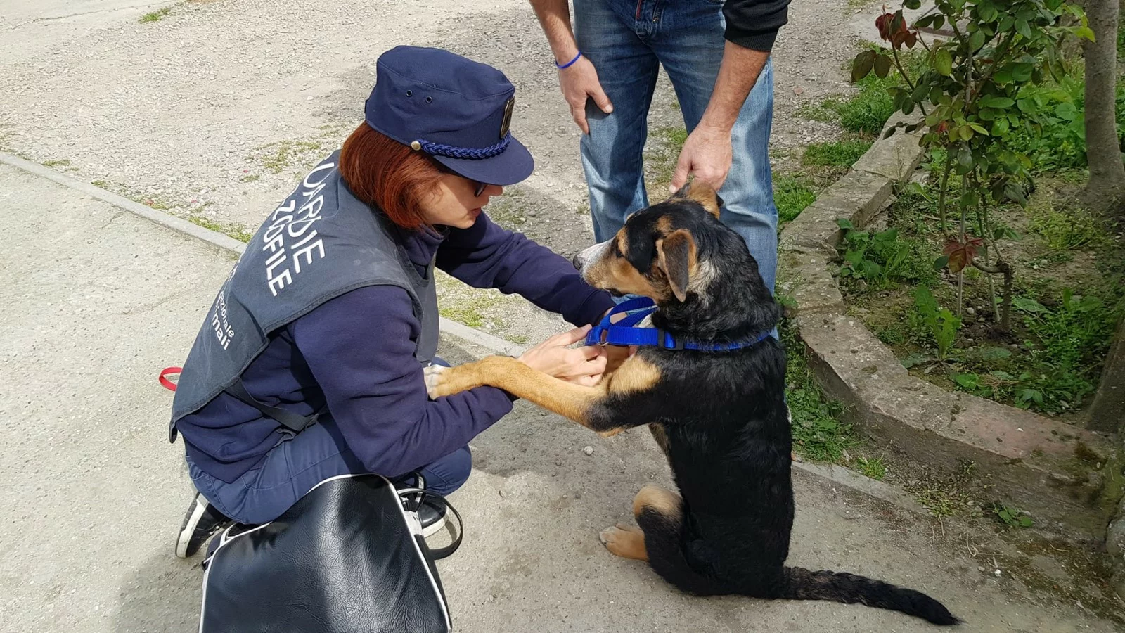 la tutela degli animali 232 legge carcere e multe stop alle catene