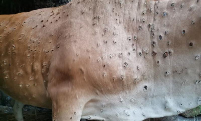 Burro, allarme prezzi/2: focolai malattie, Sardegna isolata Burro, allarme prezzi/2: focolai malattie, Sardegna isolata