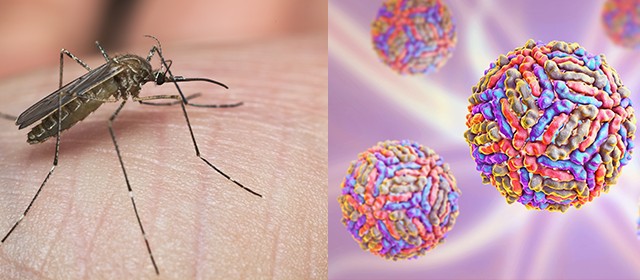 west nile quarto morto in campania