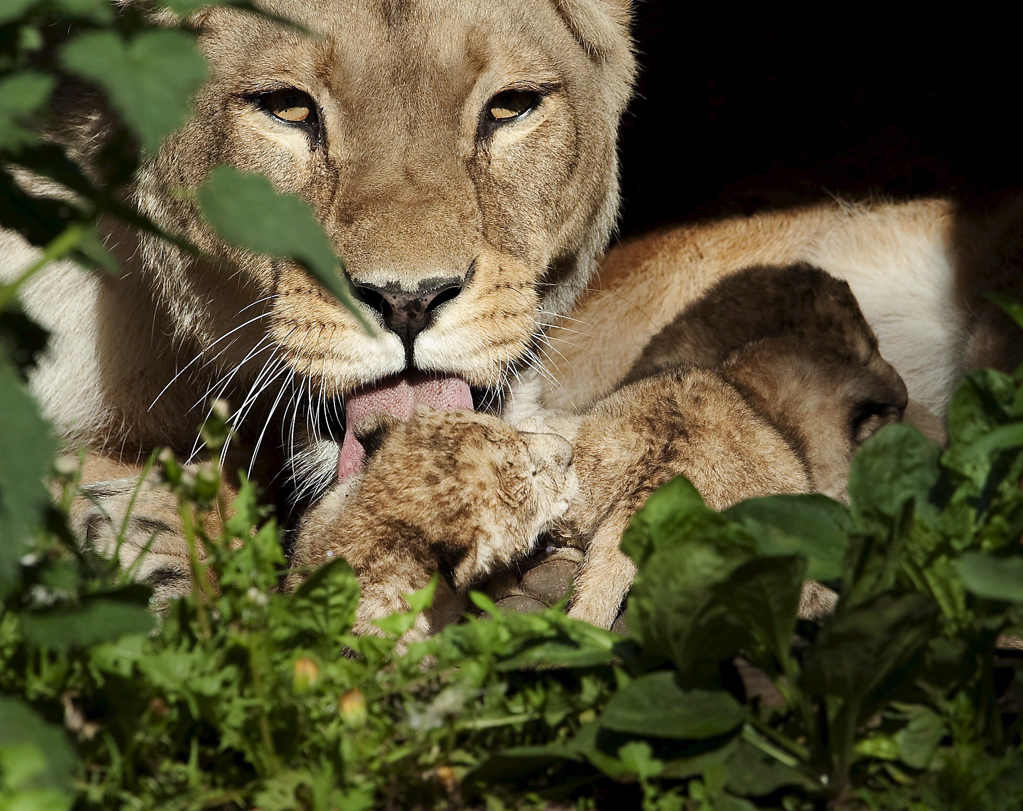 Lo zoo in Danimarca chiede animali domestici per sfamare i leoni Lo zoo in Danimarca chiede animali domestici per sfamare i leoni