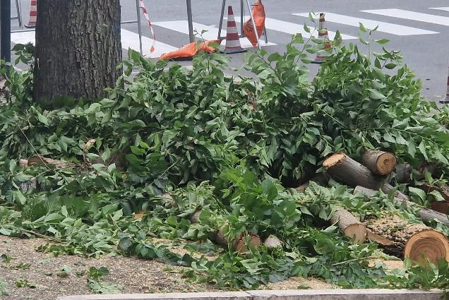 Roma, centinaia di alberi rasi al suolo nei mesi estivi