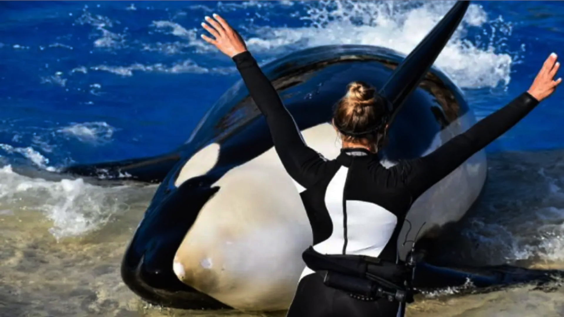 la storia di jessica radcliffe addestratrice uccisa da un8217orca durante uno show