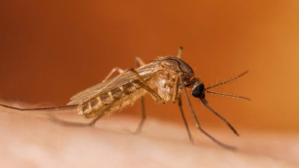 west nile nel lazio le vittime salgono a 10 i nuovi casi raggiungono quota 17