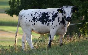 La mucca Sprinzen simbolo di resistenza tra storia e predatori La mucca Sprinzen simbolo di resistenza tra storia e predatori