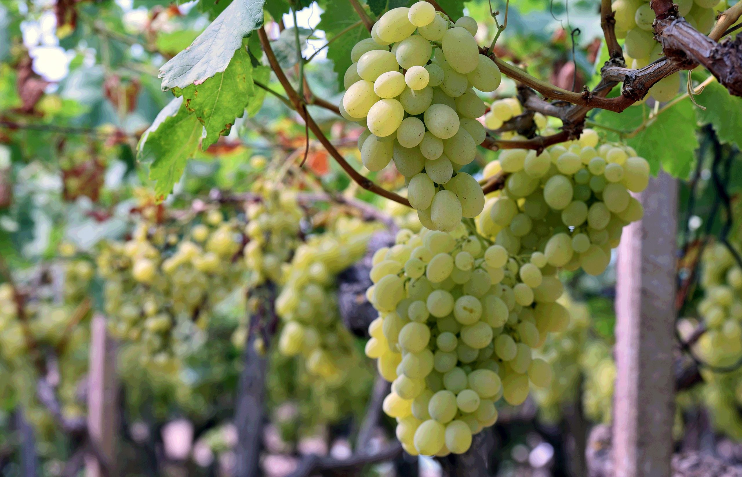 vendemmia 2025 tra speranze e ottimismo