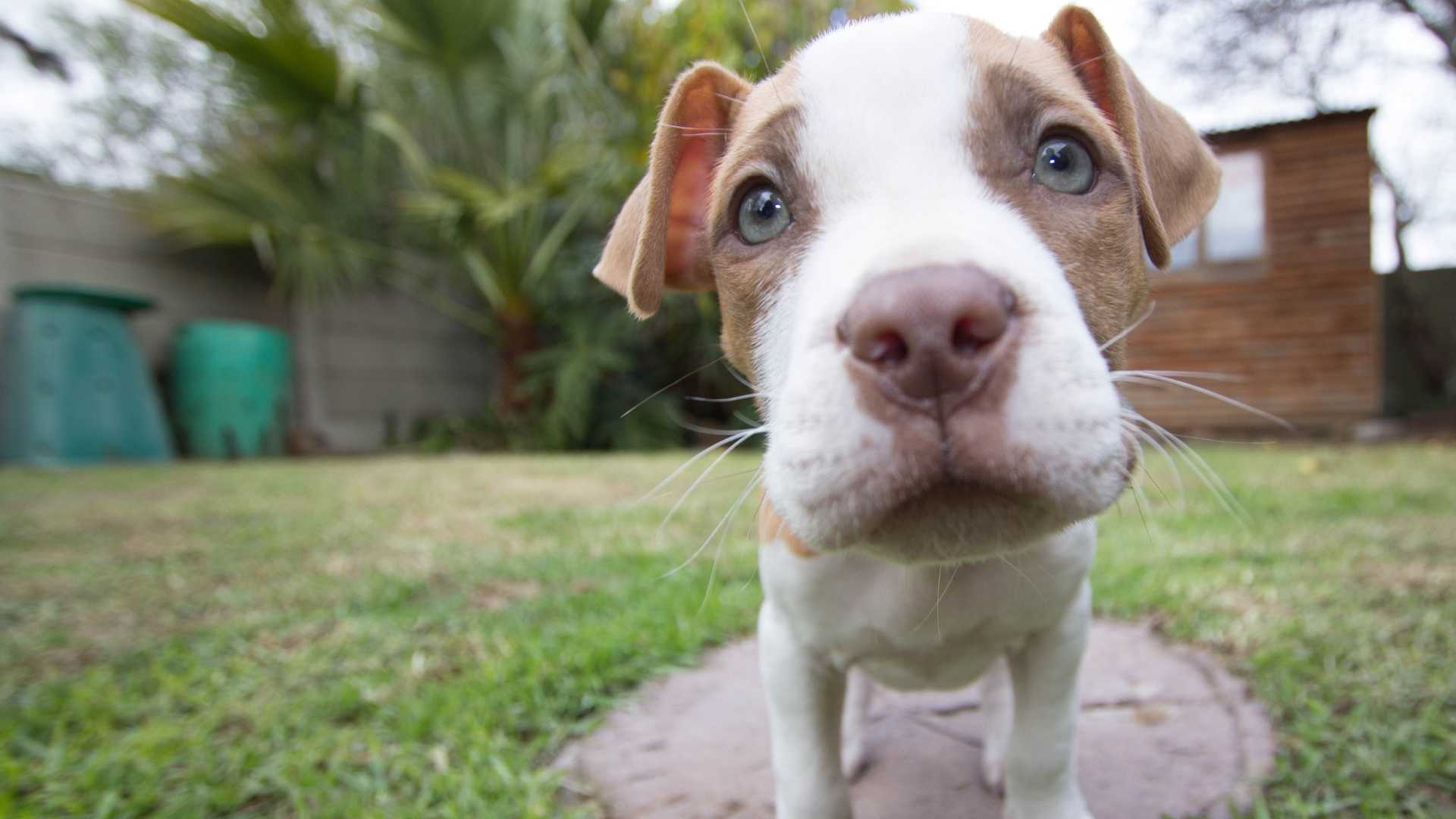 coda strappata e orecchie tagliate la tragica fine del pitbull tequila