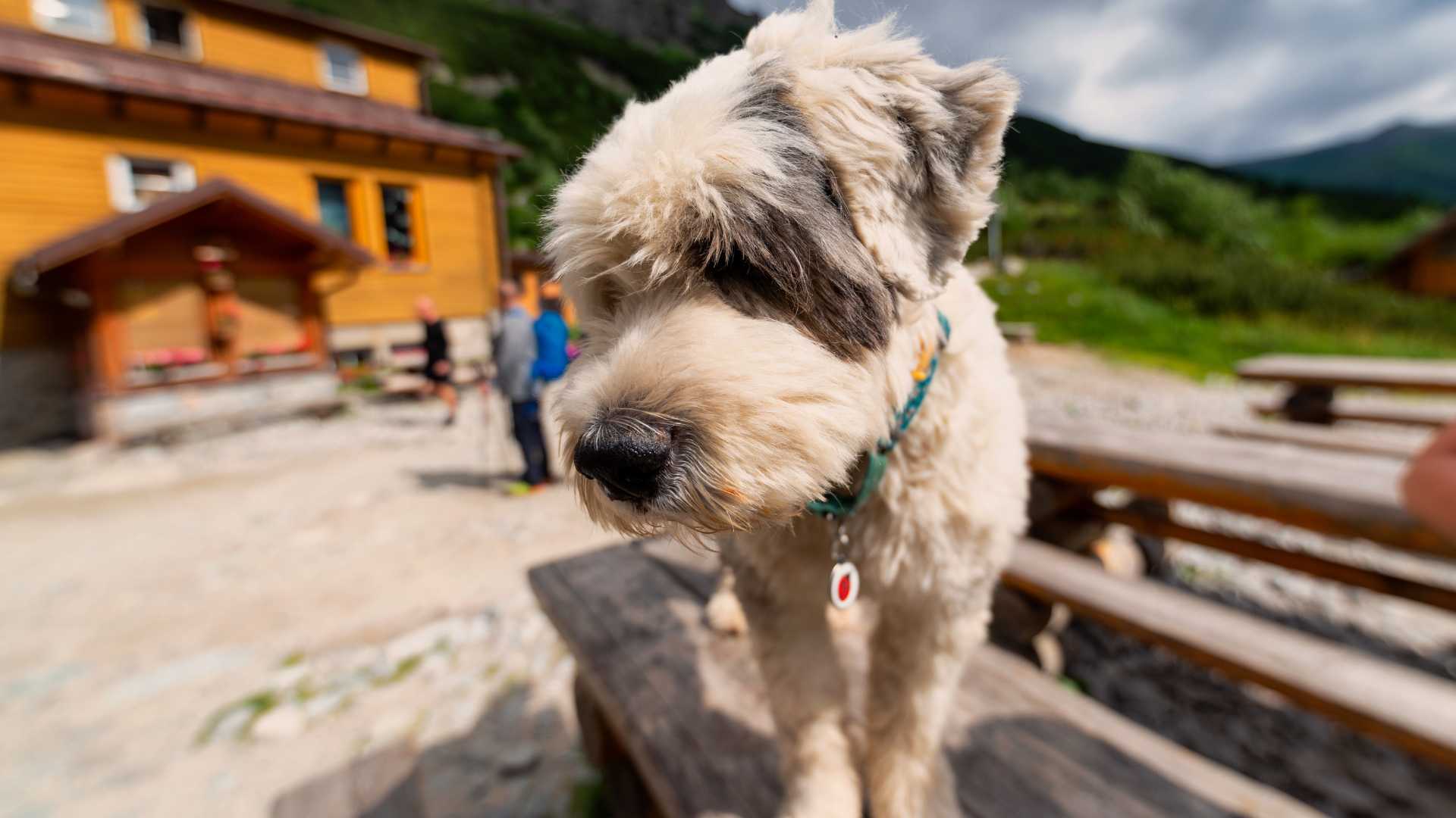 trentino rifugio rifiuta di accogliere cagnolina in difficolt224 e scoppia la polemica