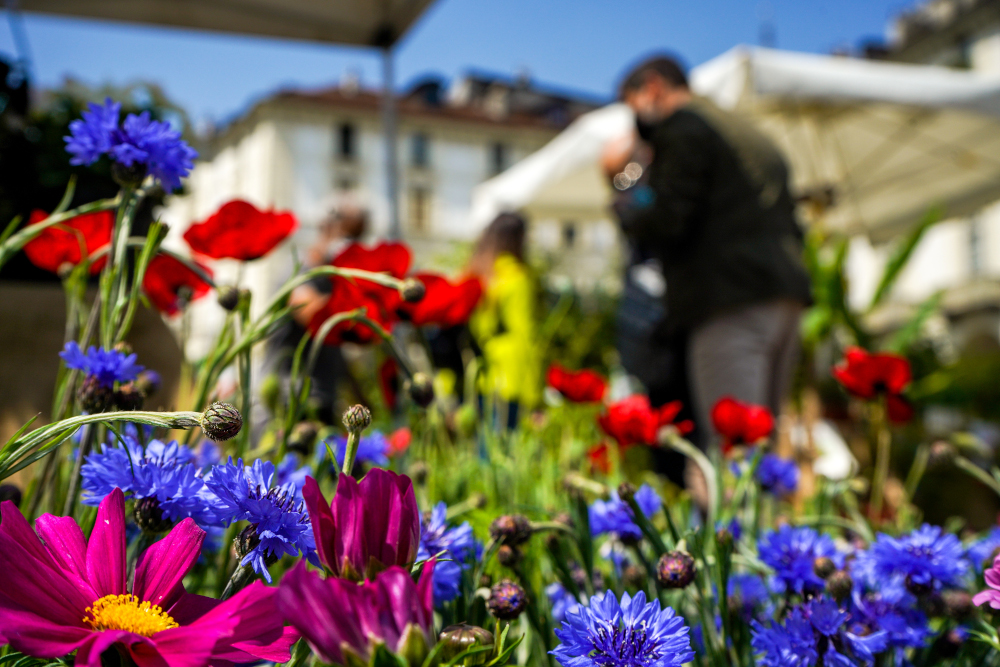 In piazza Vittorio torna Agriflor, il mercatino ad ingresso gratuito di fiori e specialità agricole In piazza Vittorio torna Agriflor, il mercatino ad ingresso gratuito di fiori e specialità agricole