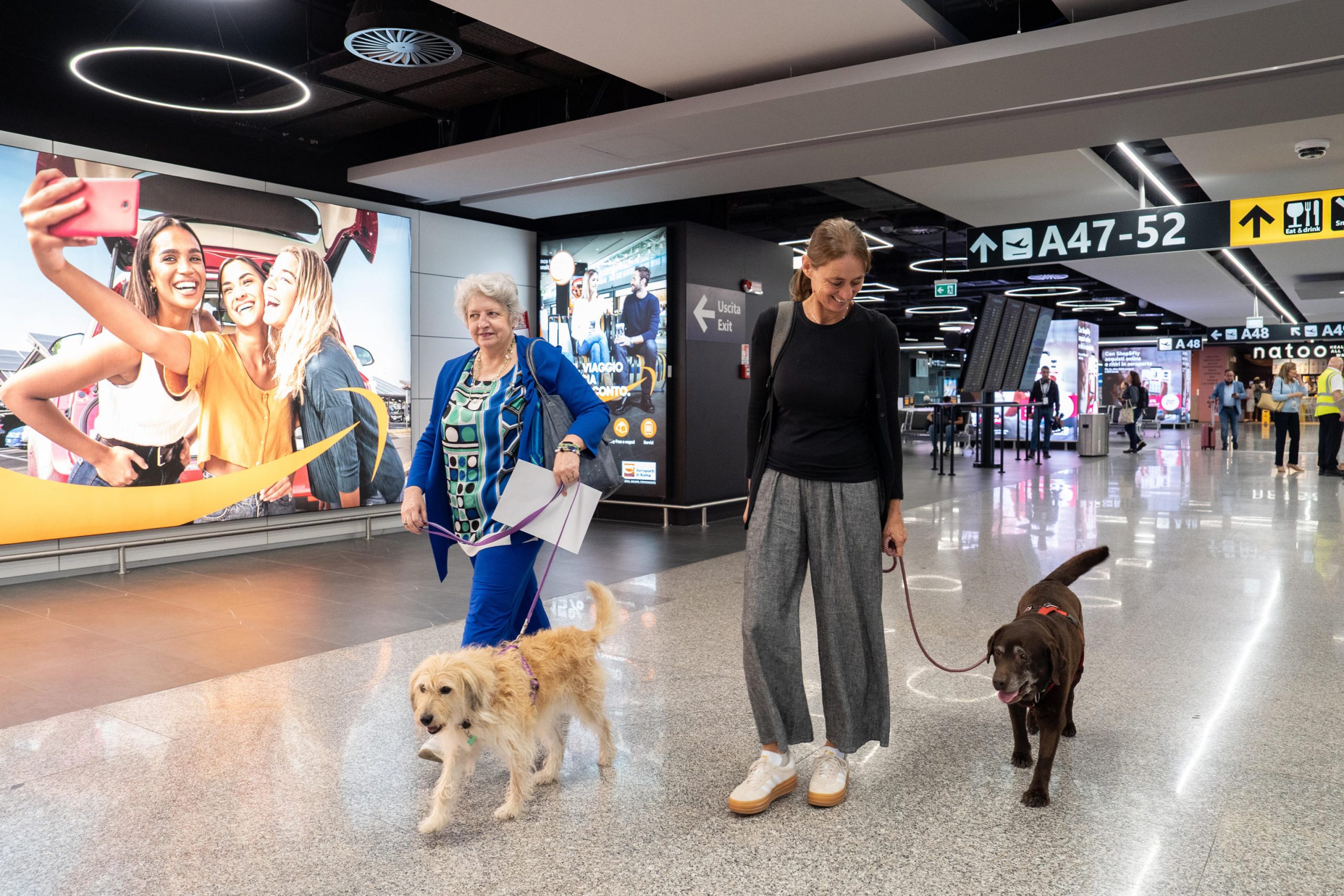 anche i cani grandi potranno viaggiare in aereo cosa cambia e le nuove regole