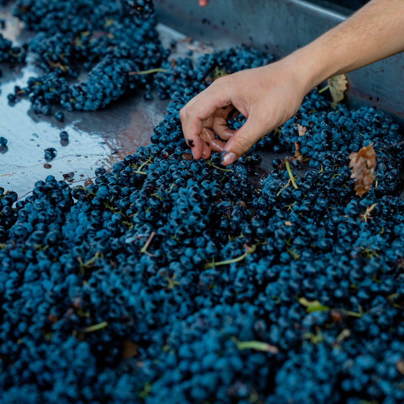 agroalimentare export formaggi italiani top in europa il vino del belpaese naviga a vista dazi e guarda ad altri mercati160