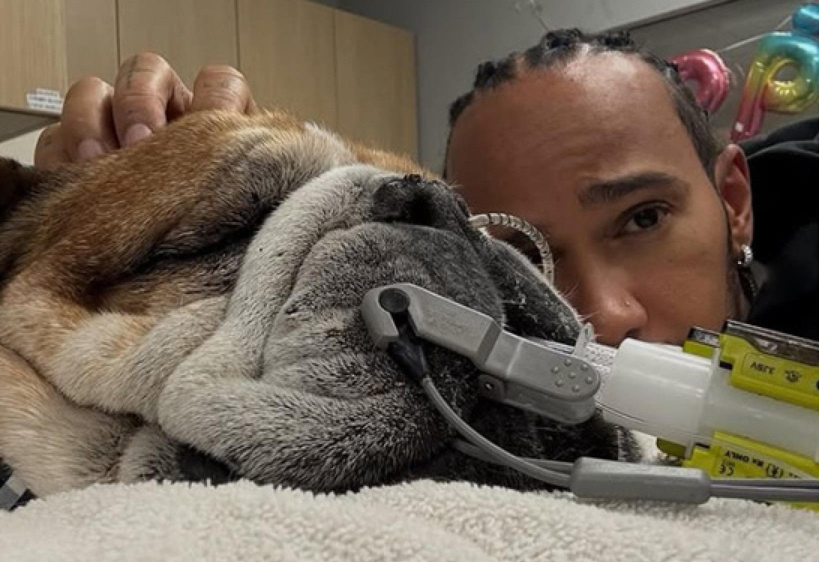 addio a roscoe morto il cane di lewis hamilton