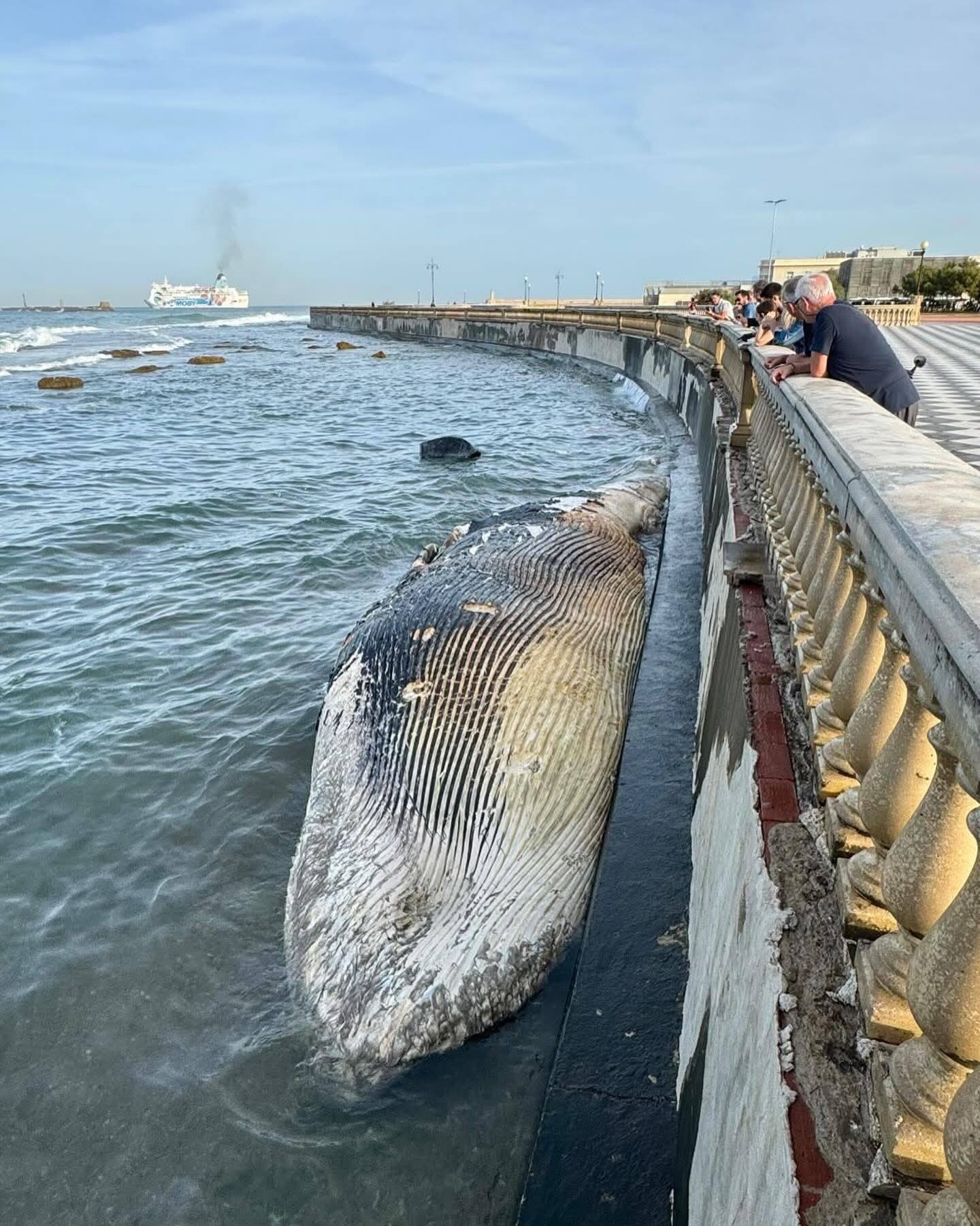 Una balena si è spiaggiata sugli scogli a Livorno