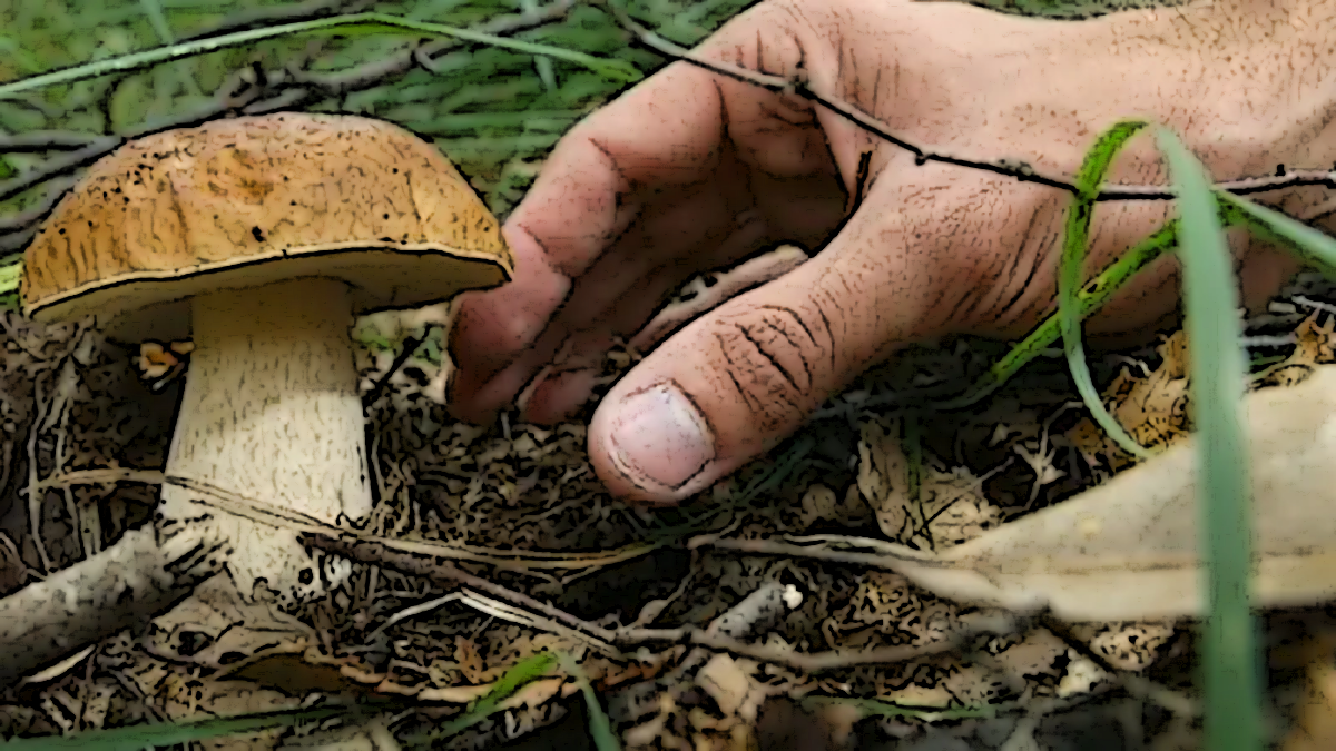 Preoccupante aumento di intossicazioni da funghi