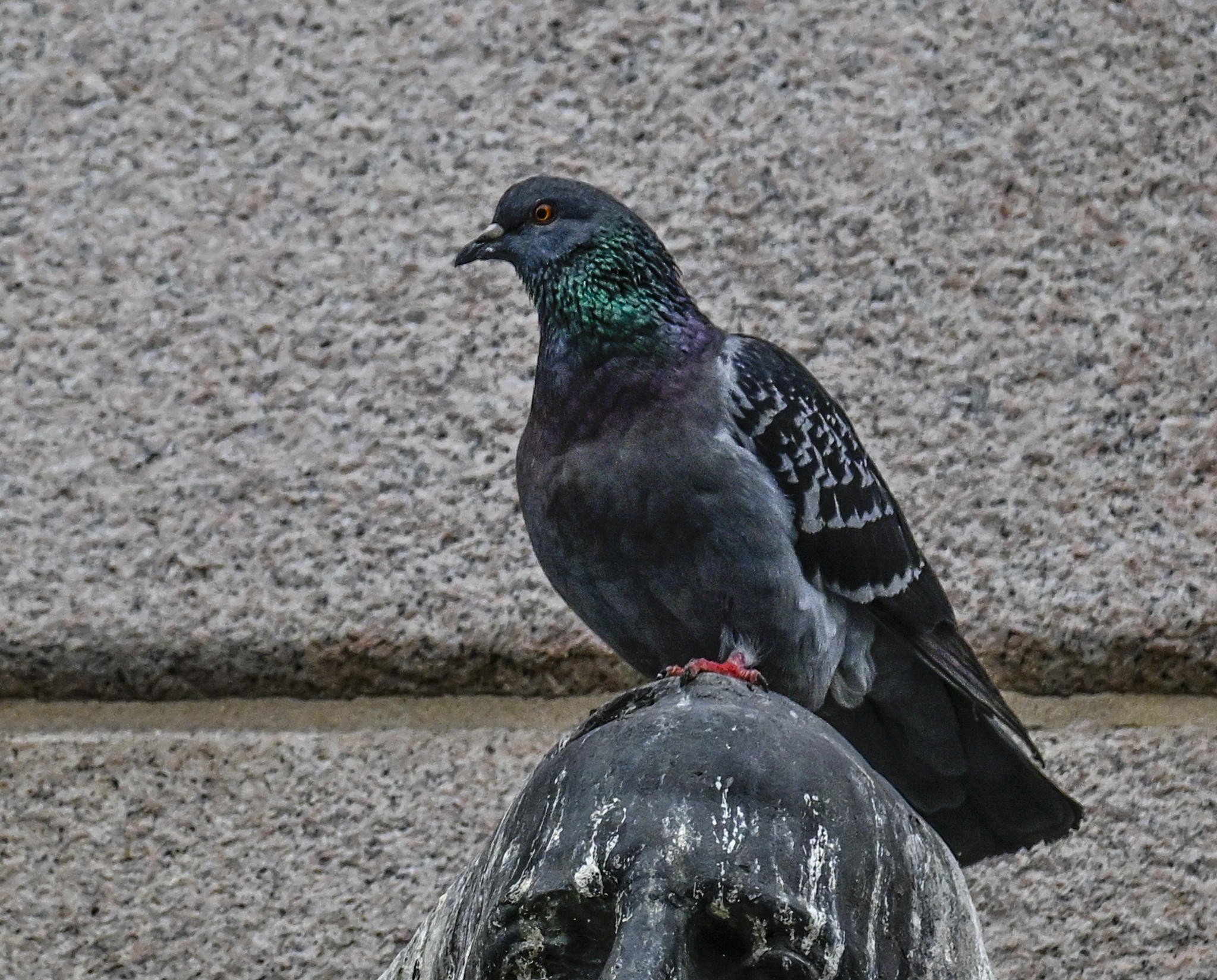 A Mosca piccioni come biodroni: il mondo si interroga