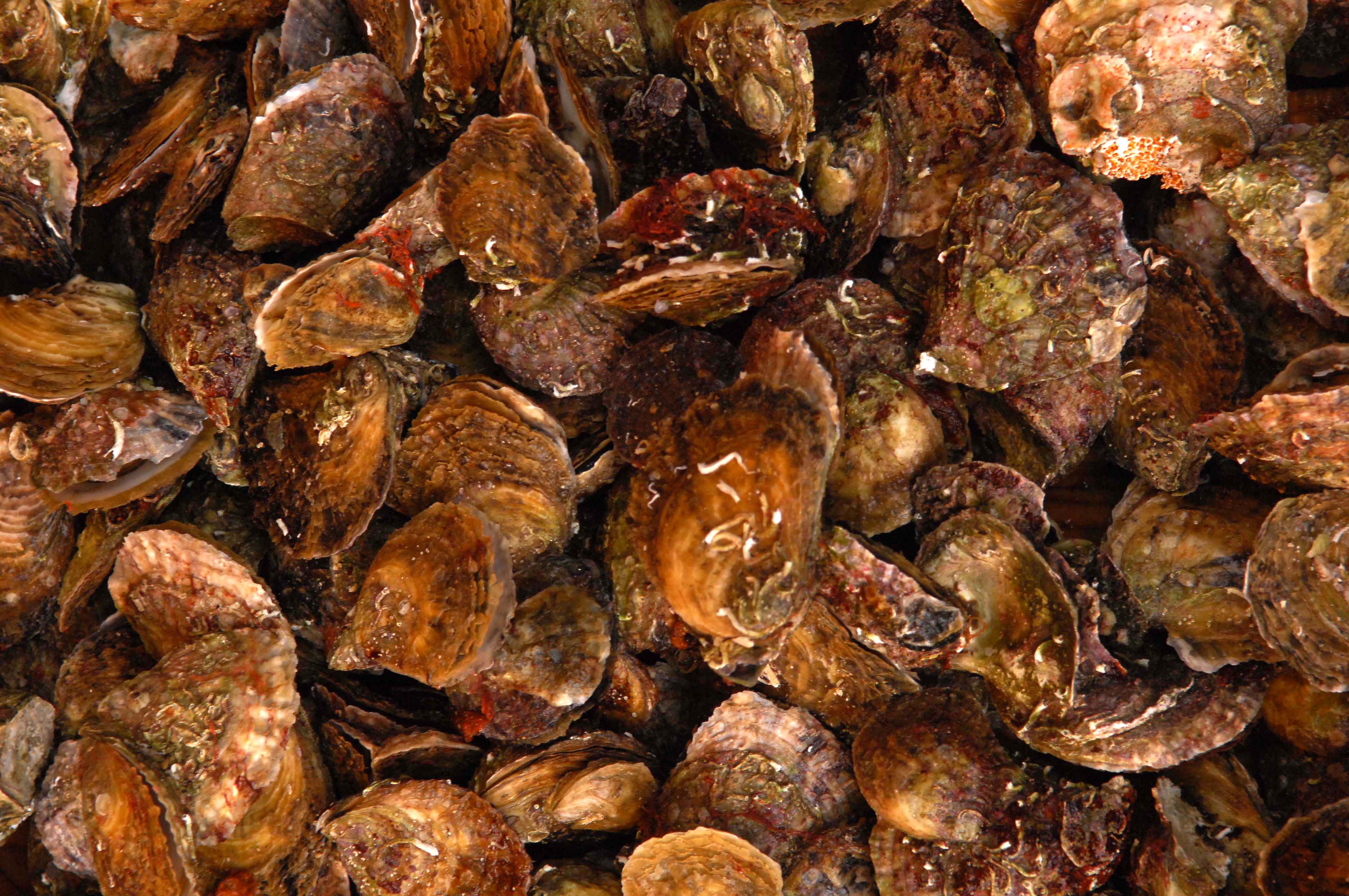 Cenone senza vongole per il granchio blu: arrivano i fasolari