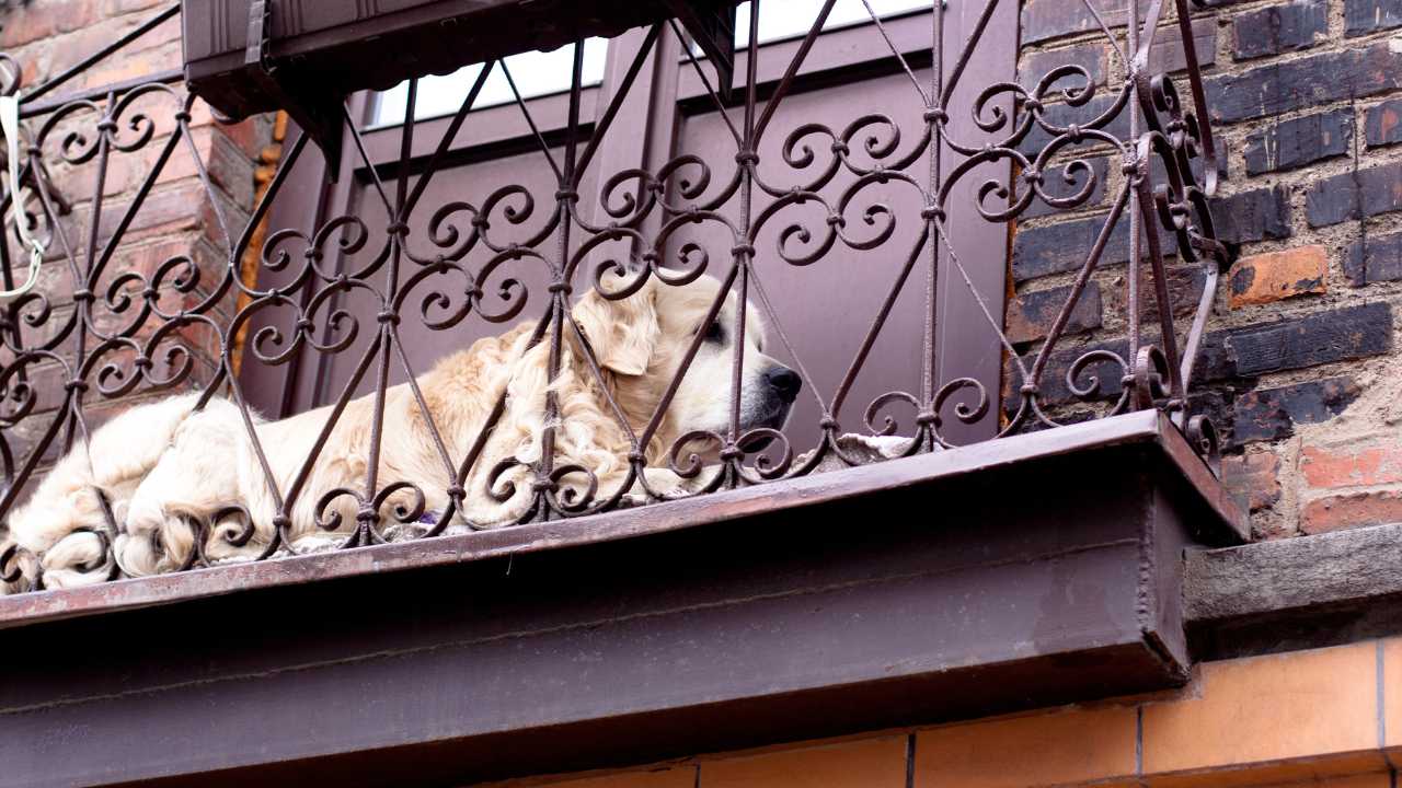 lecce cane abbandonato sul balcone muore dopo una caduta proprietario condannato da Lidentita.it lecce cane abbandonato sul balcone muore dopo una caduta proprietario condannato